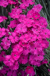 Neon Star Pinks (Dianthus 'Neon Star') at Mainescape Nursery
