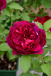 Darcey Bussell Rose (Rosa 'Darcey Bussell') at Mainescape Nursery