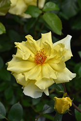 Golden Showers Rose (Rosa 'Golden Showers') at Mainescape Nursery