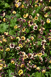 Tempo Yellow Avens (Geum 'Tempo Yellow') at Mainescape Nursery