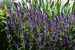 Violet Riot Sage (Salvia nemorosa 'Violet Riot') at Mainescape Nursery
