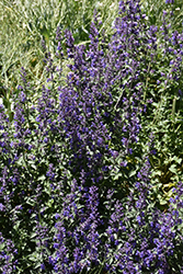 Six Hills Giant Catmint (Nepeta x faassenii 'Six Hills Giant') at Mainescape Nursery