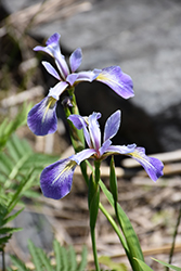 Blue Flag Iris (Iris versicolor) at Mainescape Nursery