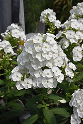 Luminary Backlight Garden Phlox (Phlox paniculata 'Backlight') at Mainescape Nursery