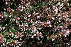 Glossy Abelia (Abelia x grandiflora) at Mainescape Nursery