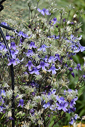 Stand By Me Bush Clematis (Clematis 'Stand By Me') at Mainescape Nursery