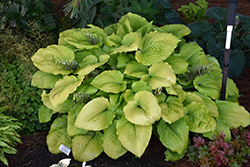 Shadowland Coast to Coast Hosta (Hosta 'Coast to Coast') at Mainescape Nursery