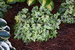 Fun and Games Eye Spy Foamy Bells (Heucherella 'Eye Spy') at Mainescape Nursery