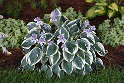 First Frost Hosta (Hosta 'First Frost') at Mainescape Nursery