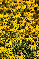 American Gold Rush Coneflower (Rudbeckia 'American Gold Rush') at Mainescape Nursery