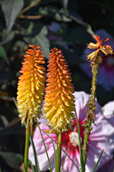 Pyromania Backdraft Torchlily (Kniphofia 'Backdraft') at Mainescape Nursery