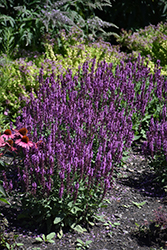 Pink Profusion Meadow Sage (Salvia nemorosa 'Pink Profusion') at Mainescape Nursery