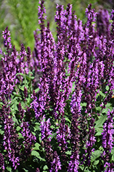 Pink Profusion Meadow Sage (Salvia nemorosa 'Pink Profusion') at Mainescape Nursery