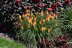 Pyromania Backdraft Torchlily (Kniphofia 'Backdraft') at Mainescape Nursery