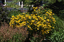 Tuscan Gold False Sunflower (Heliopsis helianthoides 'Inhelsodor') at Mainescape Nursery