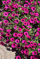 Wave Purple Classic Petunia (Petunia 'Wave Purple Classic') at Mainescape Nursery