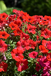 Supertunia Really Red Petunia (Petunia 'Sunremi') at Mainescape Nursery