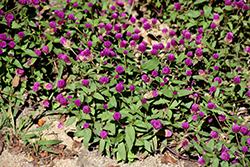 Lil' Forest Plum Bachelor Button (Gomphrena 'SAKGOM004') at Mainescape Nursery