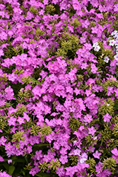 Opening Act Ultrapink Phlox (Phlox 'Opening Act Ultrapink') at Mainescape Nursery