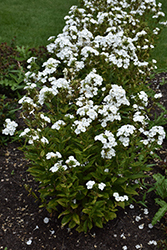 Luminary Backlight Garden Phlox (Phlox paniculata 'Backlight') at Mainescape Nursery