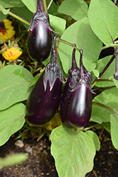 Patio Baby Eggplant (Solanum melongena 'Patio Baby') at Mainescape Nursery