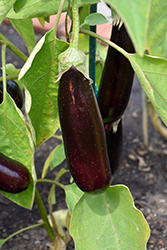 Hansel Eggplant (Solanum melongena 'Hansel') at Mainescape Nursery