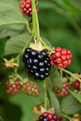 Triple Crown Blackberry (Rubus 'Triple Crown') at Mainescape Nursery