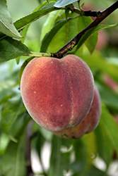 Contender Peach (Prunus persica 'Contender') at Mainescape Nursery