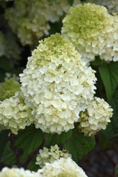 Little Hottie Hydrangea (Hydrangea paniculata 'BAILPANONE') at Mainescape Nursery