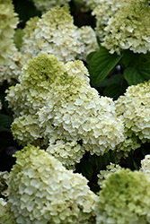 Little Hottie Hydrangea (Hydrangea paniculata 'BAILPANONE') at Mainescape Nursery