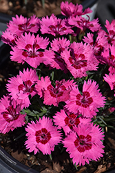 Paint The Town Fancy Pinks (Dianthus 'Paint The Town Fancy') at Mainescape Nursery