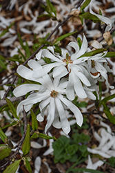 Centennial Blush Magnolia (Magnolia stellata 'Centennial Blush') at Mainescape Nursery
