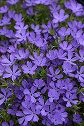 Violet Pinwheels Phlox (Phlox 'Violet Pinwheels') at Mainescape Nursery