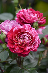 Candy Sunblaze Rose (Rosa 'Meidanclar') at Mainescape Nursery
