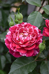 Candy Sunblaze Rose (Rosa 'Meidanclar') at Mainescape Nursery