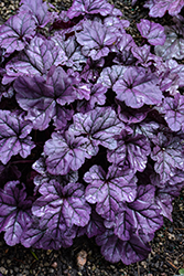 Dolce Wildberry Coral Bells (Heuchera 'Wildberry') at Mainescape Nursery