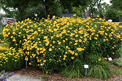 Burning Hearts False Sunflower (Heliopsis helianthoides 'Burning Hearts') at Mainescape Nursery