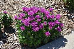 Leading Lady Plum Beebalm (Monarda 'Leading Lady Plum') at Mainescape Nursery