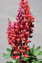 West Country Towering Inferno Lupine (Lupinus 'Towering Inferno') at Mainescape Nursery
