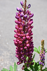 West Country Masterpiece Lupine (Lupinus 'Masterpiece') at Mainescape Nursery