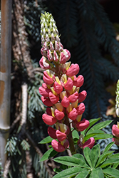 West Country Tequila Flame Lupine (Lupinus 'Tequila Flame') at Mainescape Nursery