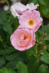 Peachy Knock Out Rose (Rosa 'Radgor') at Mainescape Nursery