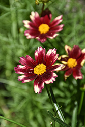 Lil' Bang Red Elf Tickseed (Coreopsis 'Red Elf') at Mainescape Nursery