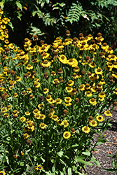 Salud Golden Sneezeweed (Helenium autumnale 'Balsaluglo') at Mainescape Nursery