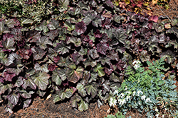 Northern Exposure Silver Coral Bells (Heuchera 'TNHEUNES') at Mainescape Nursery