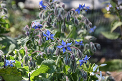 Borage (Borago officinalis) at Mainescape Nursery