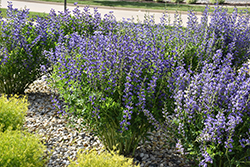 Blue Wild Indigo (Baptisia australis) at Mainescape Nursery