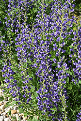 Blue Wild Indigo (Baptisia australis) at Mainescape Nursery