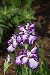 Lion King Japanese Flag Iris (Iris ensata 'Lion King') at Mainescape Nursery