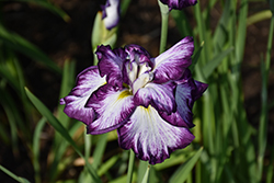 Lion King Japanese Flag Iris (Iris ensata 'Lion King') at Mainescape Nursery